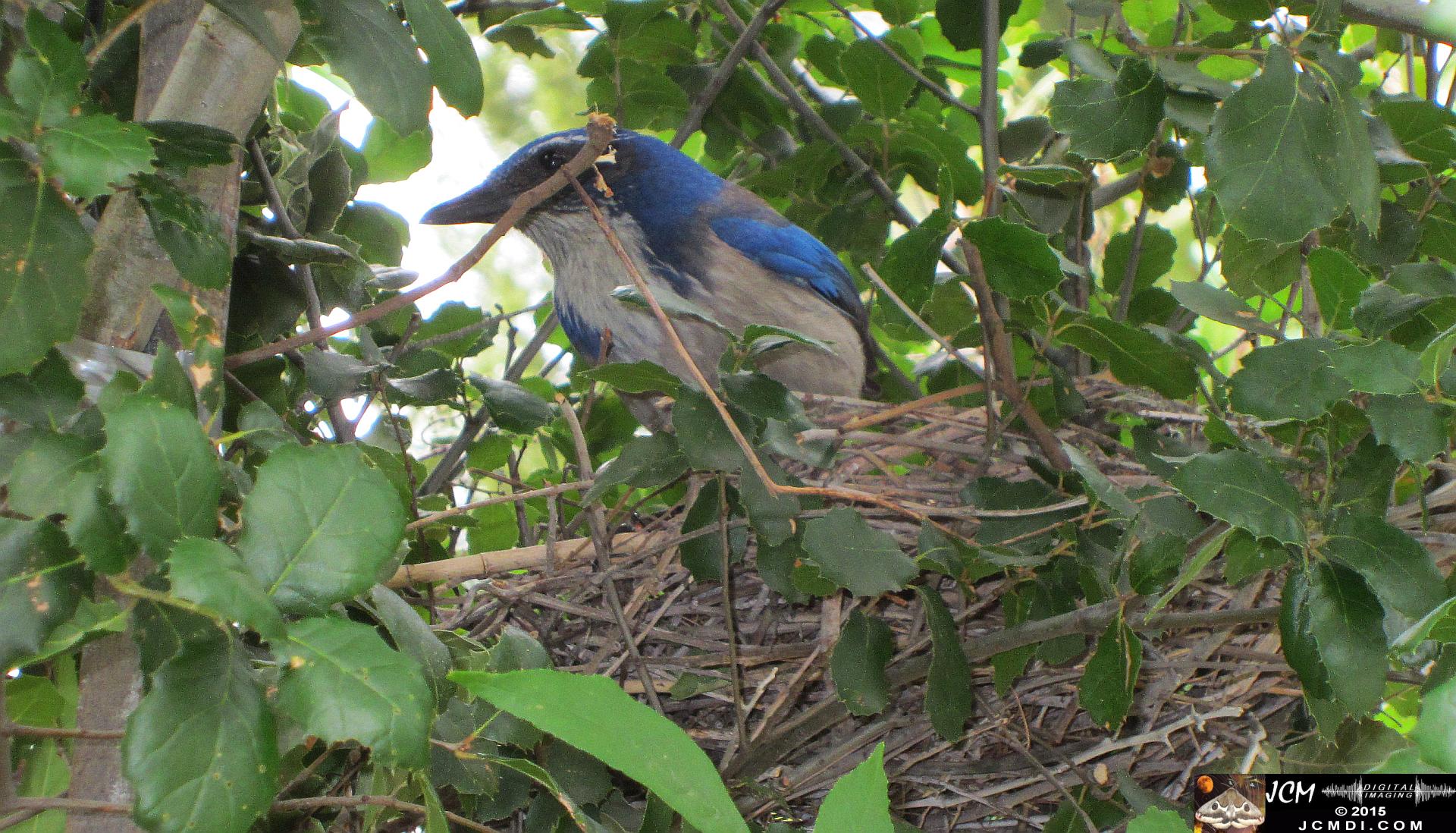 Scrub jay and chicks HS300 stills in Santa Clarita, Ca jcmdi.com